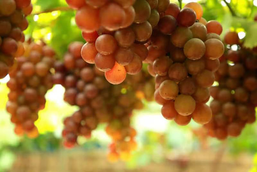 1665302562915056597.jpg WechatIMG30.jpg