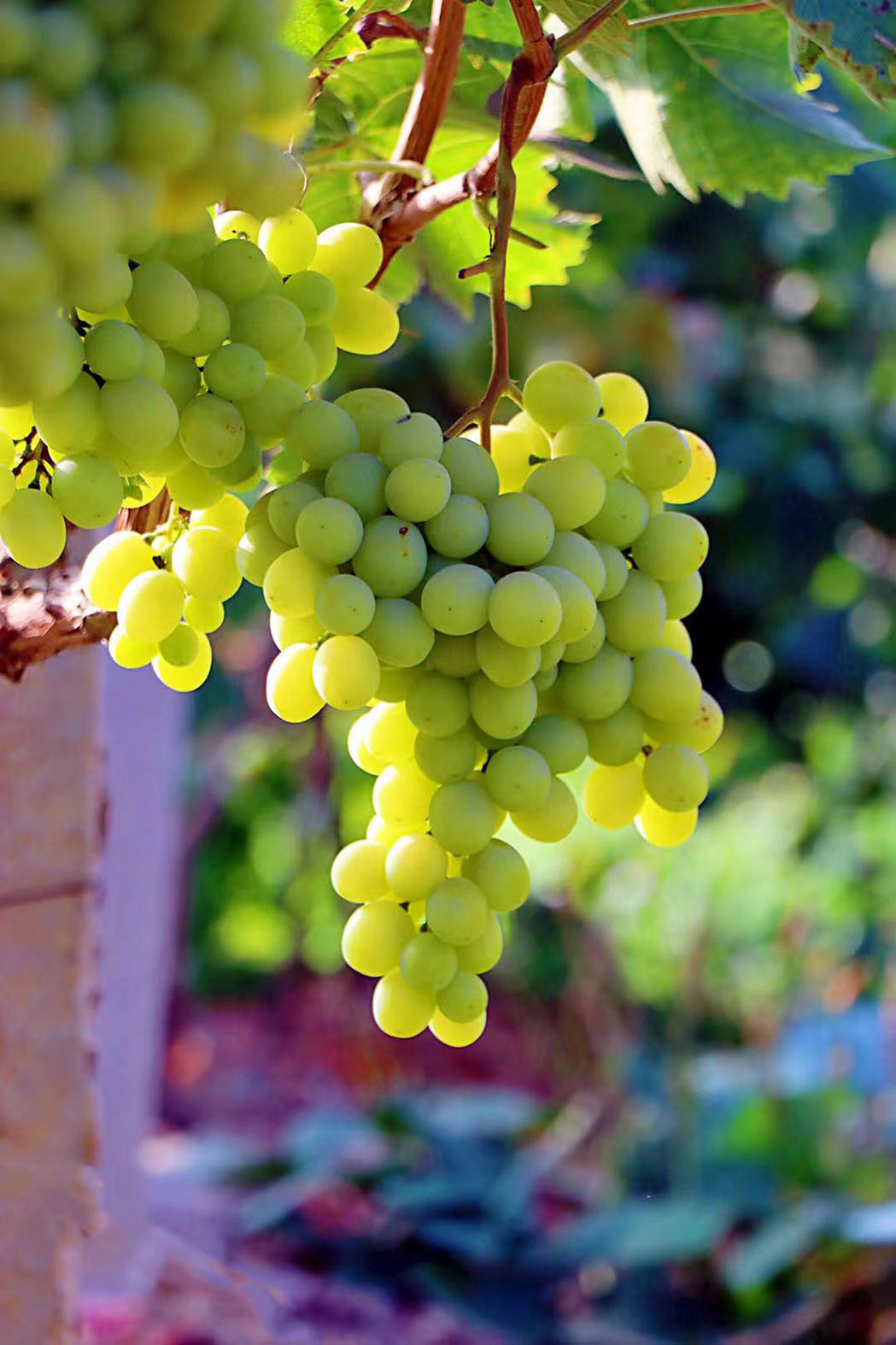 1665303081084080154.jpg WechatIMG60.jpg