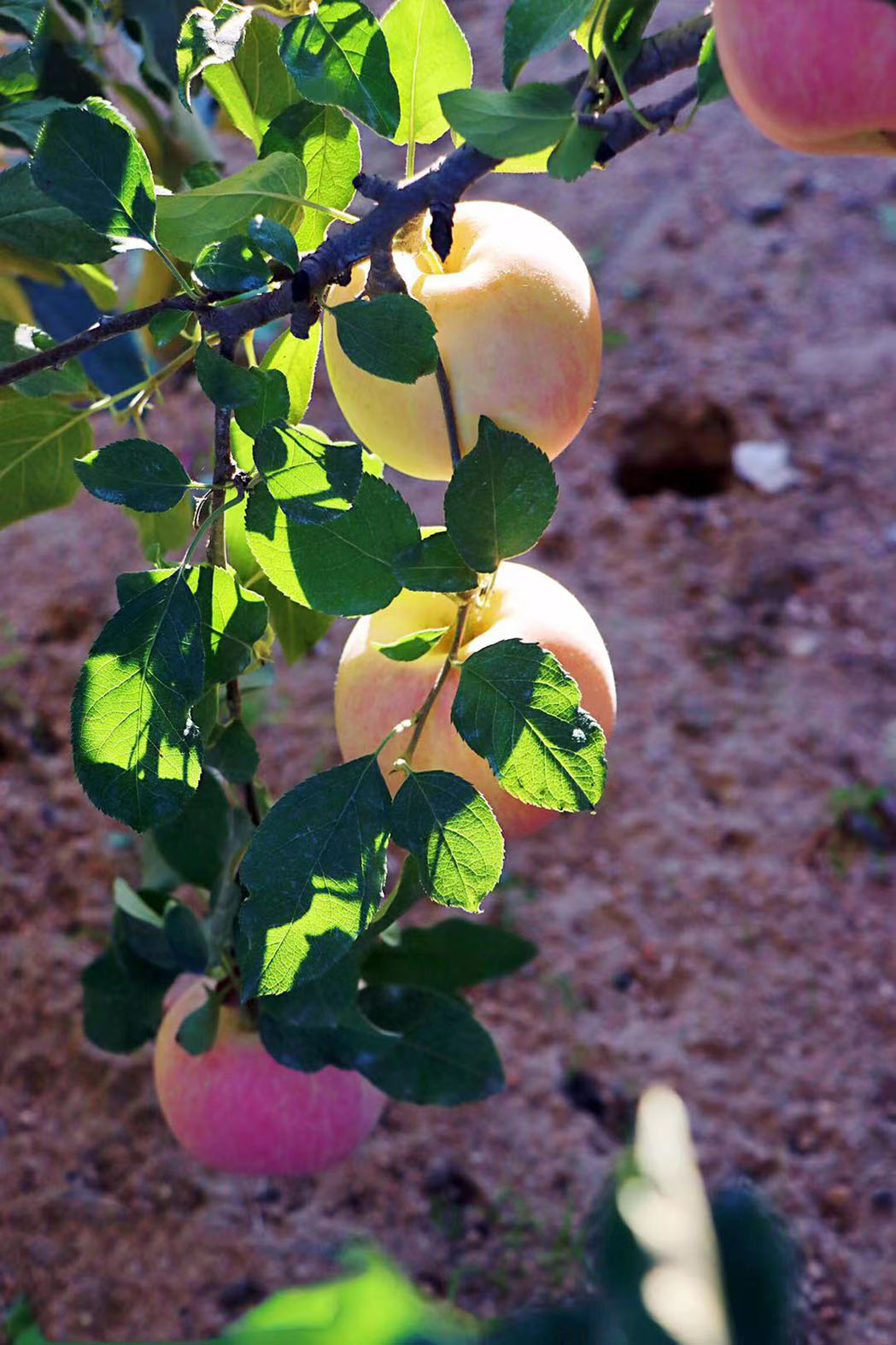 1665303118445066042.jpg WechatIMG62.jpg