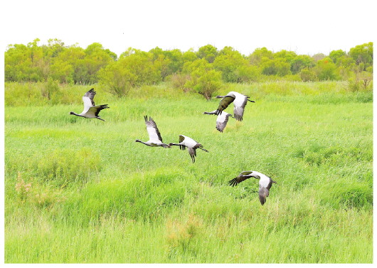 近年來，山東強化系統(tǒng)治理，打造沿黃生態(tài)廊道，生態(tài)環(huán)境質(zhì)量顯著改善。圖為在東營黃河入海口濕地，蓑羽鶴凌空飛舞。□CFP供圖