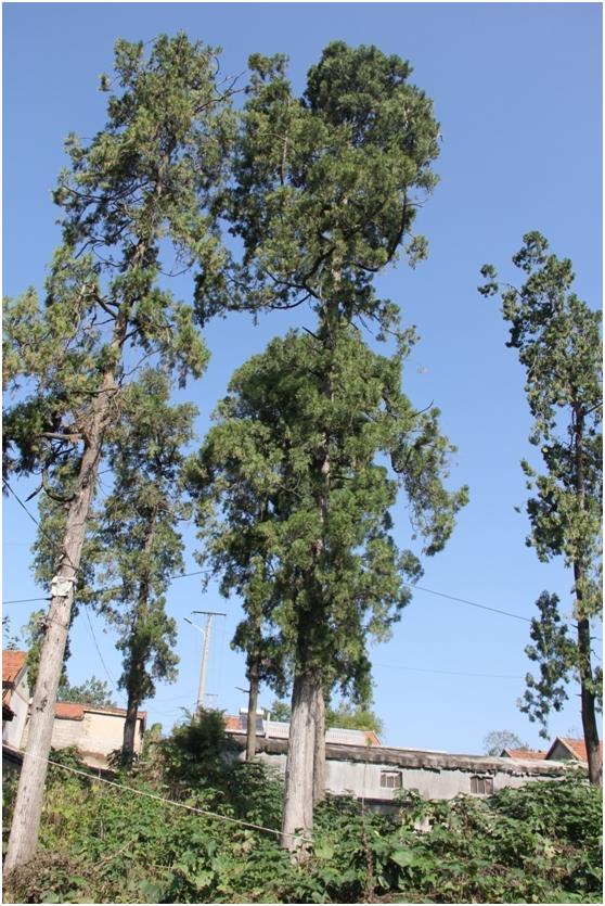 日照二級古樹名木：300年側(cè)柏樹蒼翠挺拔