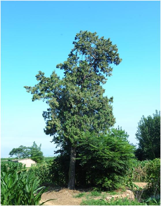 日照三級古樹名木：蒼翠挺拔側(cè)柏樹遍布東港