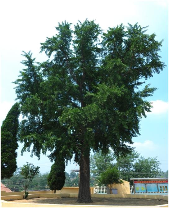 日照三級古樹名木：高大挺拔銀杏樹遍布東港