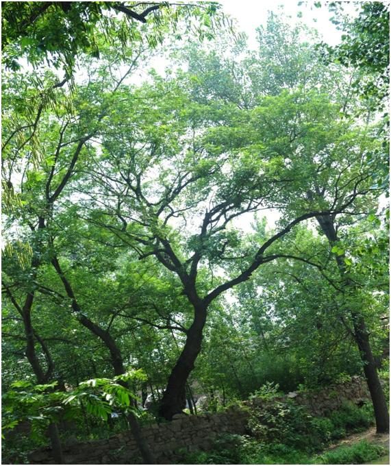 日照三級古樹名木：百年楓楊碧綠如蔥