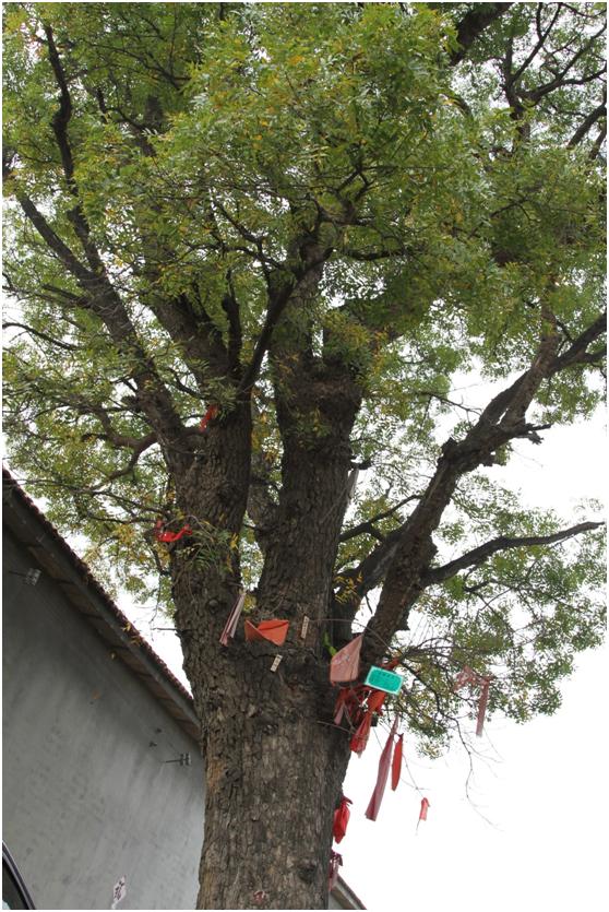 日照二級古樹名木：300年黃連木枝密葉繁