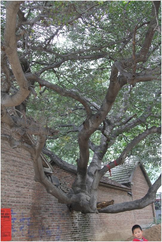 日照三級古樹名木：小葉樸樹救人一命