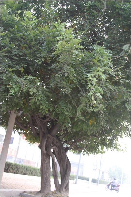 日照三級古樹名木：200年紫藤枝繁葉茂