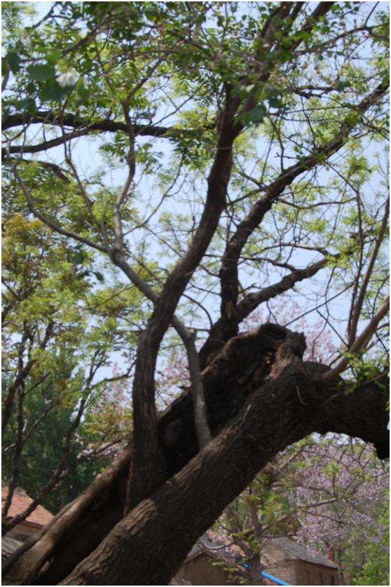 日照一級古樹名木：600年國槐老樹逢春