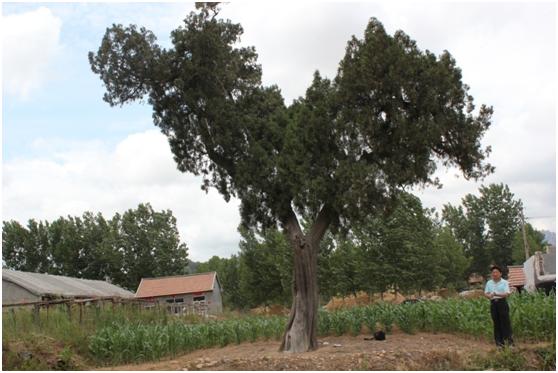 日照一級古樹名木：500年側柏高大優美