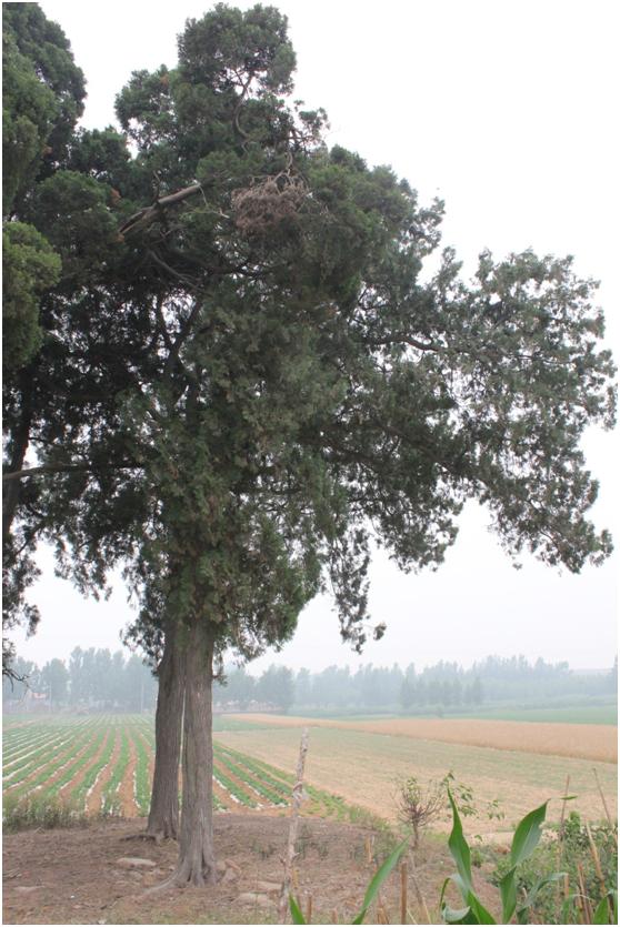 日照二級古樹名木：360年側柏蒼翠挺拔