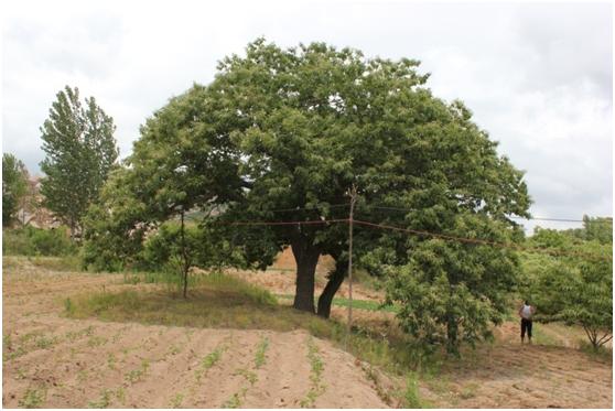 日照三級古樹名木：210年板栗如孔雀開屏