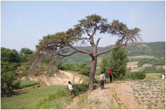 日照三級古樹名木：200年赤松猶如孔雀開屏