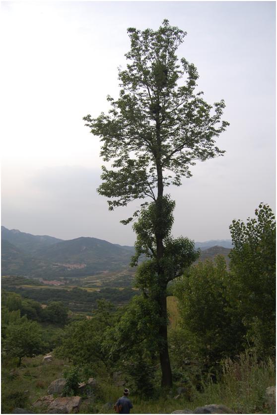 日照三級古樹名木：160年楸樹俊秀挺拔