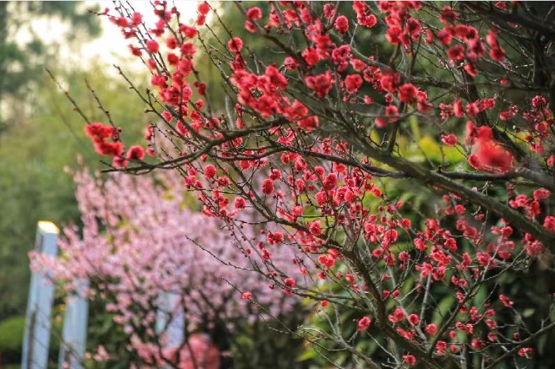 每日?qǐng)D片 |?推開春的窗