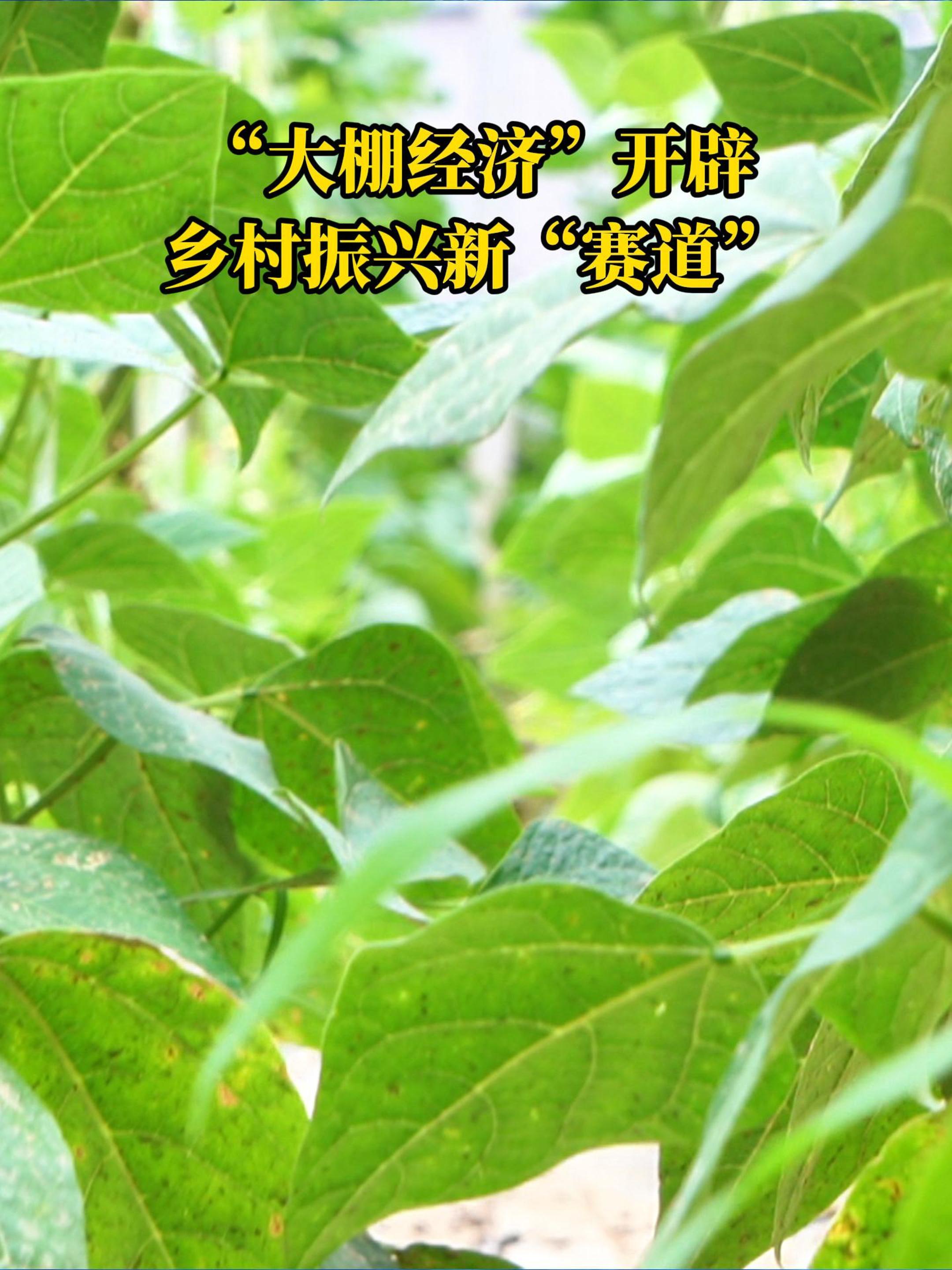 海曲微評丨“大棚經(jīng)濟(jì)”開辟鄉(xiāng)村振興新“賽道”