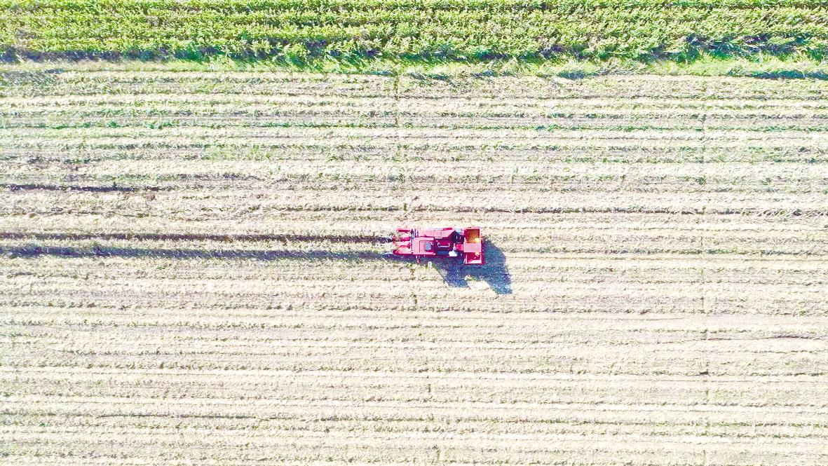 農機馳騁 玉米歸倉